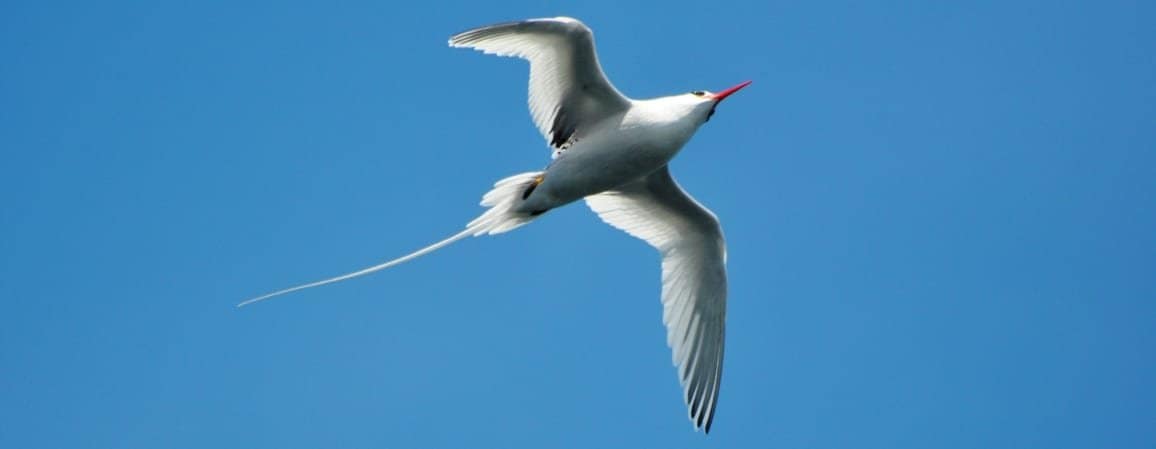 Sample Tours Birding Trip