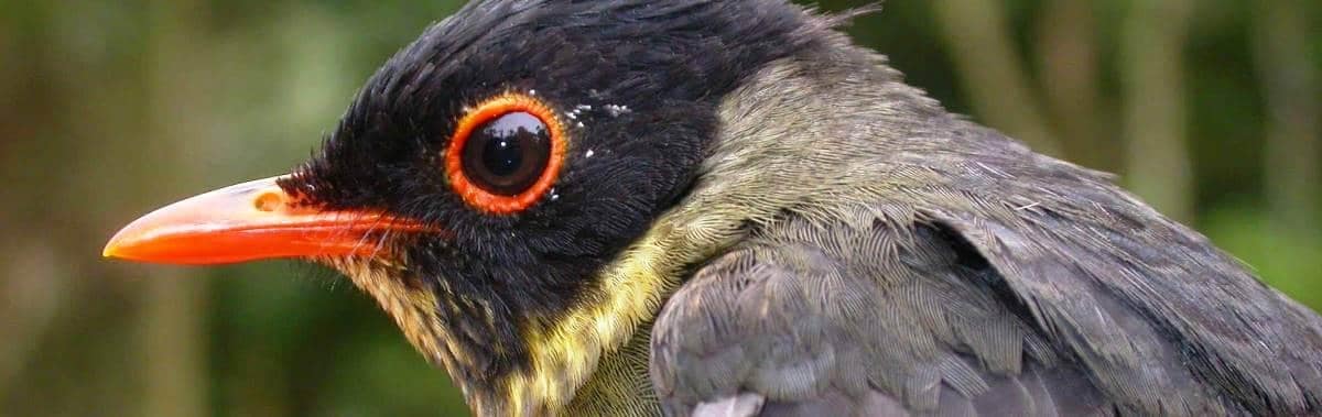 National Park Sumaco