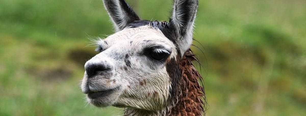 Sample Tour Image Chimborazo