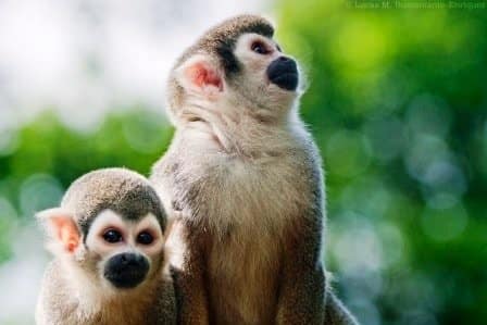 Napo Cultural Center - Amazon